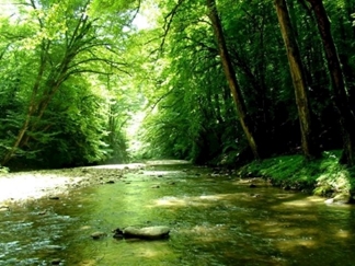 جنگل و آبشار پلنگ دره