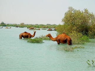 جنگل دریایی حرا