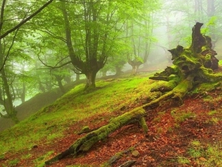 جنگل هلی دار در سوادکوه