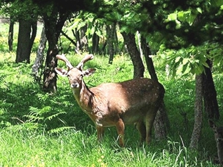 پناهگاه حیات وحش دشت ناز