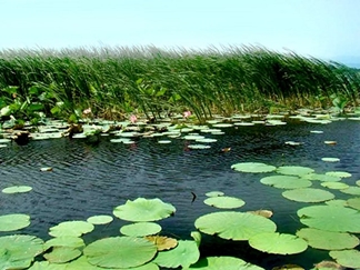 تالاب بین المللی امیر کلایه