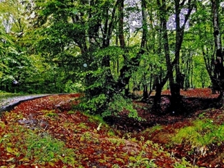 پارک جنگلی النگدره