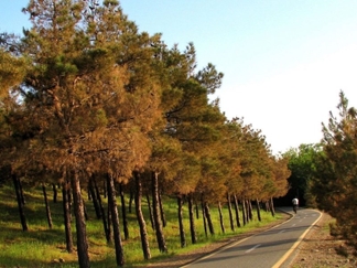 پارک جنگلی چیتگر