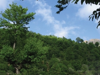 جنگل اولنگ شاهرود