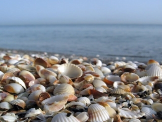 ساحل صدف در آستارا