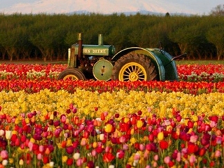 باغ لاله گچسر جاده چالوس