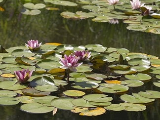 دریاچه سرآب نیلوفر کرمانشاه