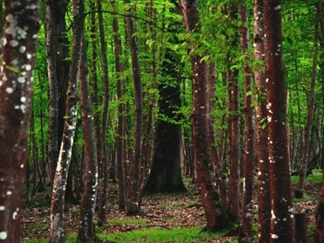 پارک جنگلی سی سنگان