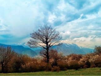 جنگل الیمستان کجاست؟