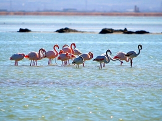 تالاب هامون زابل