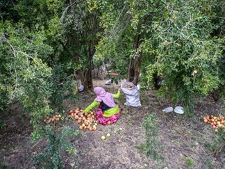 جشن انار در ایران