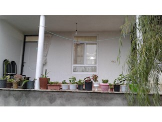 سوئیت جنگلی گردنه حیران