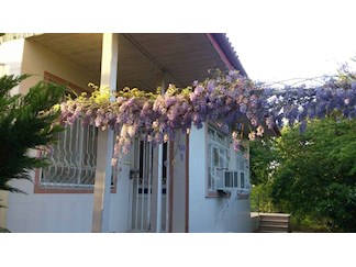 اجاره ویلا باغ در لنگرود