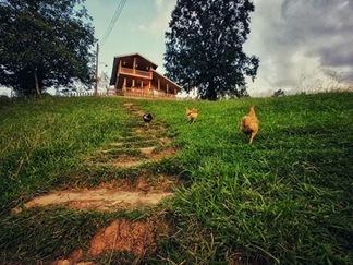 اجاره ویلا چوبی جنگلی در ماسال