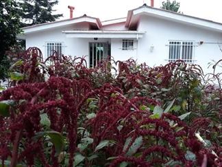 اجاره ویلای حیاط دار رامسر