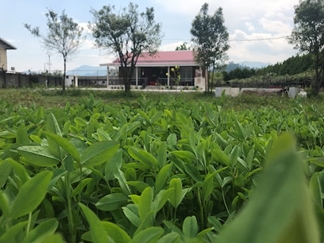 ویلای اجاره ای در تالش اسالم