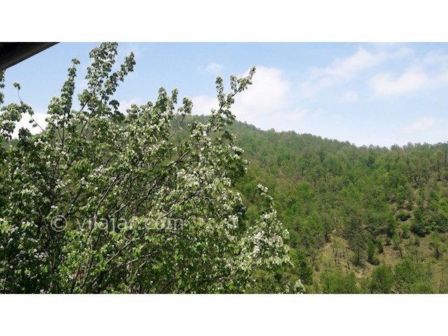 عکس شماره 114989 - اجاره ویلای جنگلی در ماسال - 