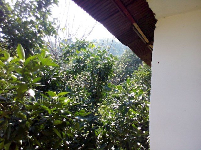 عکس شماره 116039 - اجاره ویلای جنگلی چابکسر - 