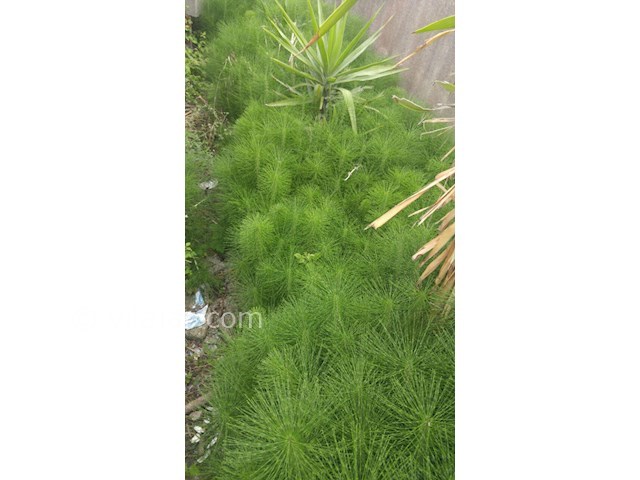 عکس شماره 116611 - اجاره ویلای ساحلی در ایزدشهر - 