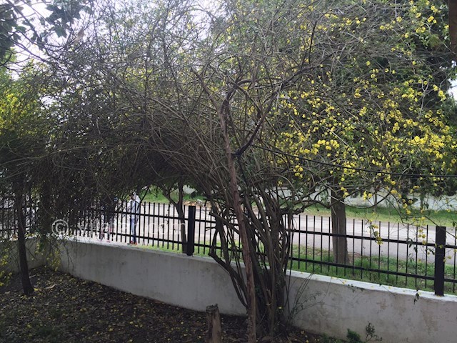 عکس شماره 122445 - اجاره ویلا شهرک دریاکنار - 