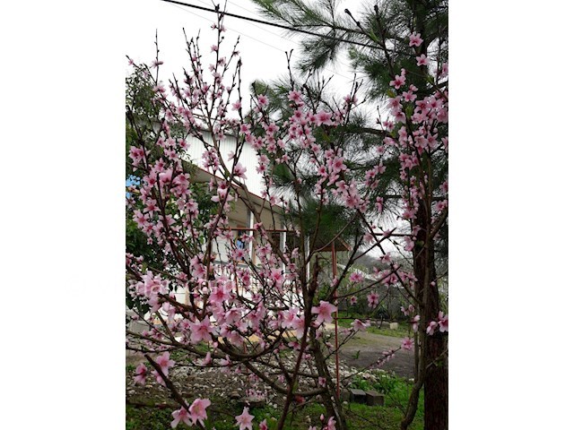 عکس شماره 128273 - اجاره ویلا روستایی در ماسال - 