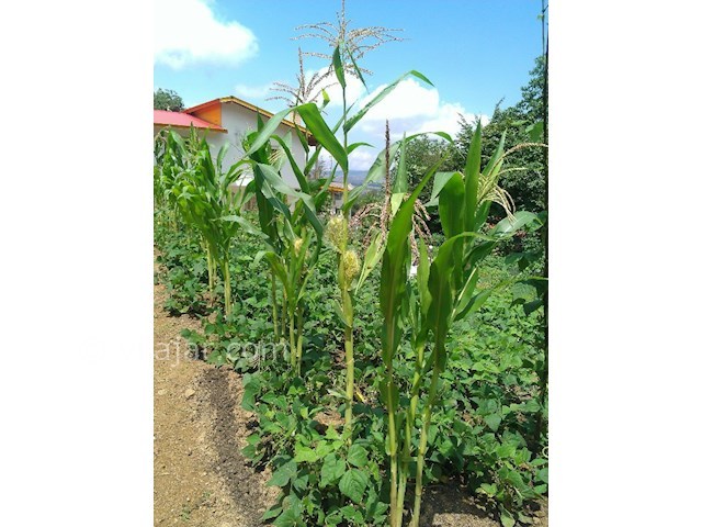 عکس شماره 129991 - اجاره ویلا جنگلی تراس دار کلاردشت - 