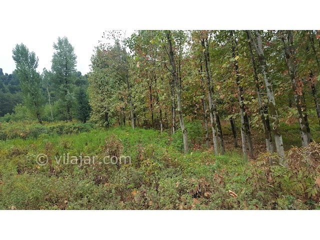 عکس شماره 155785 - اجاره سوئیت جنگلی در تالش - 