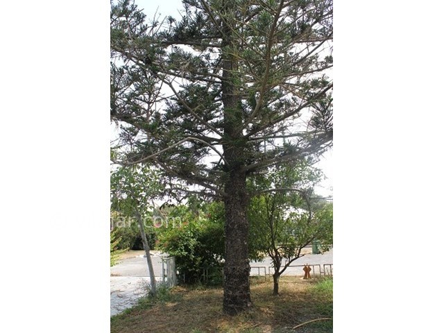 عکس شماره 15581 - اجاره ویلا دربست دریاکنار - 