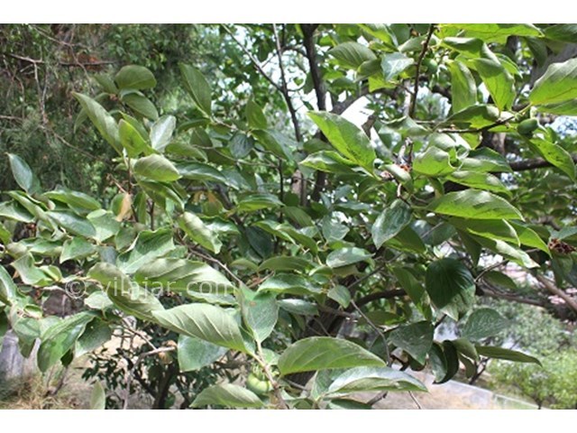 عکس شماره 15585 - اجاره ویلا دربست دریاکنار - 