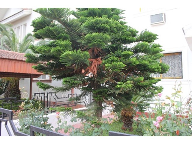 عکس شماره 15741 - اجاره ویلا در شمال دریاکنار - 