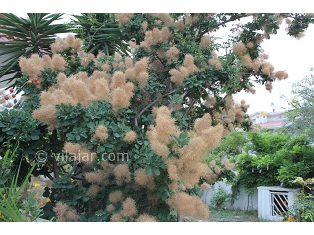 عکس شماره 15909 - اجاره ویلا دریاکنار ساحلی - 