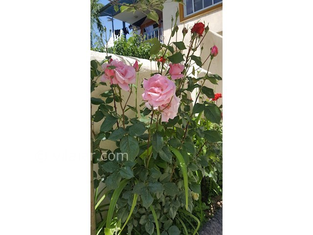 عکس شماره 160889 - اجاره ویلا در طالقان - 