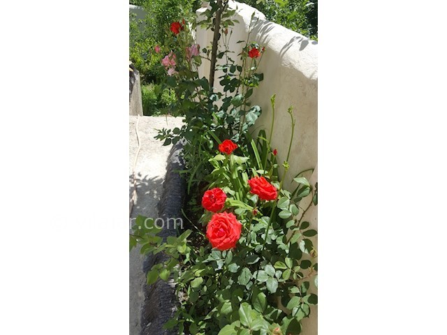 عکس شماره 160891 - اجاره ویلا در طالقان - 