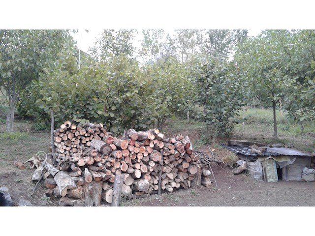 عکس شماره 164337 - ویلا جنگلی در ییلاق تالش - 