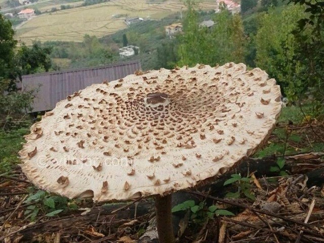 عکس شماره 171305 - کلبه جنگلی پرداروم در تنکابن - 