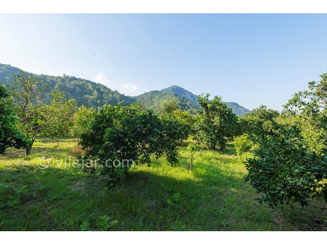 عکس شماره 171765 - اجاره ویلا جنگلی رامسر - 