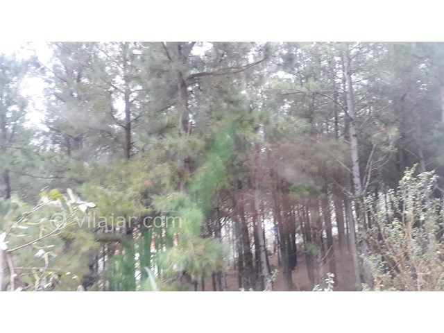 عکس شماره 175903 - اجاره ویلای جنگلی در تالش - 