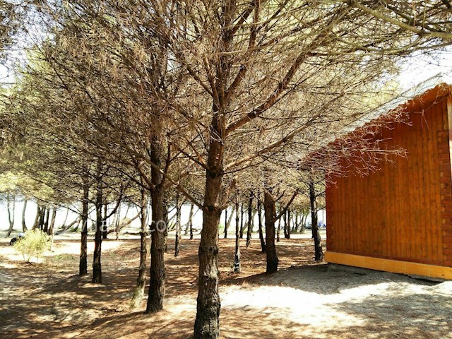 عکس شماره 177007 - اجاره کلبه جنگلی در تالش -