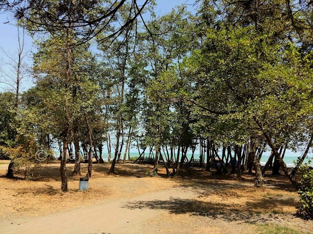 عکس شماره 177019 - اجاره کلبه جنگلی در تالش -