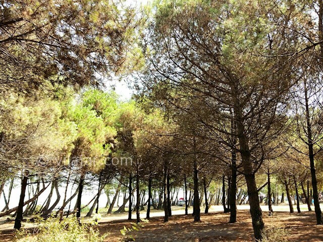 عکس شماره 177035 - اجاره کلبه جنگلی در تالش -