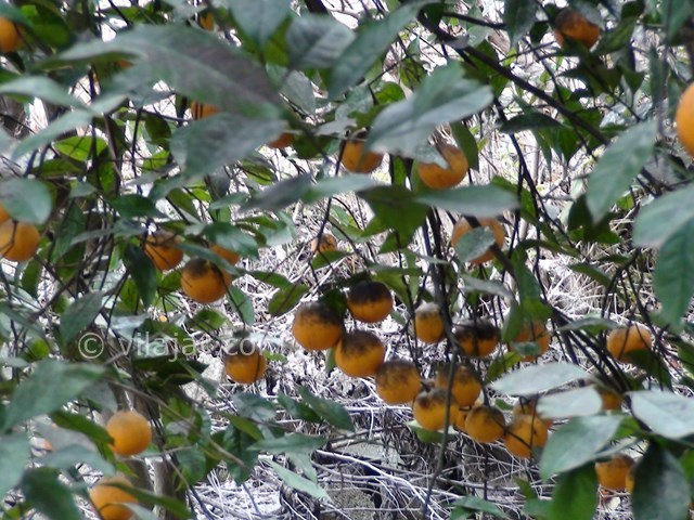 عکس شماره 17815 - اجاره ویلا شمال در رحیم آباد - 