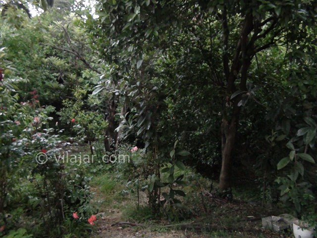 عکس شماره 17817 - اجاره ویلا شمال در رحیم آباد - 