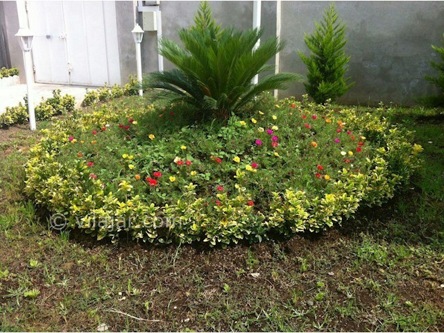 عکس شماره 180997 - اجاره ویلا در انزلی ساحلی - 