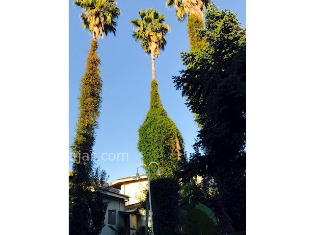 عکس شماره 186035 - اجاره ویلای دربست حیاط دار - 