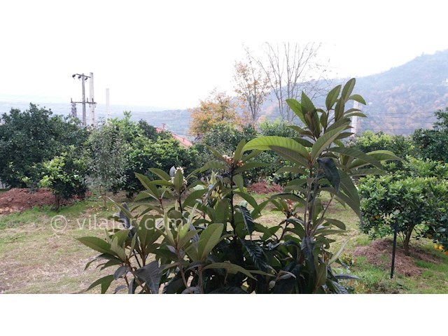 عکس شماره 186189 - اجاره ویلا در ارتفاعات رامسر - 