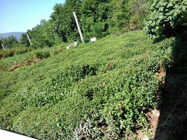 عکس شماره 18635 - اجاره ویلا در باغ چای گیلان - 