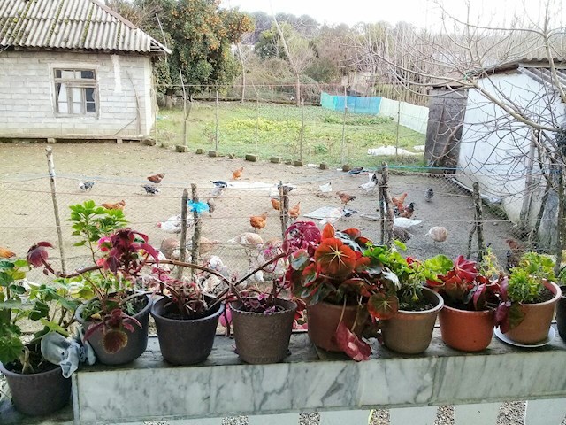 عکس شماره 194863 - اجاره خانه روستایی در گیسوم - 