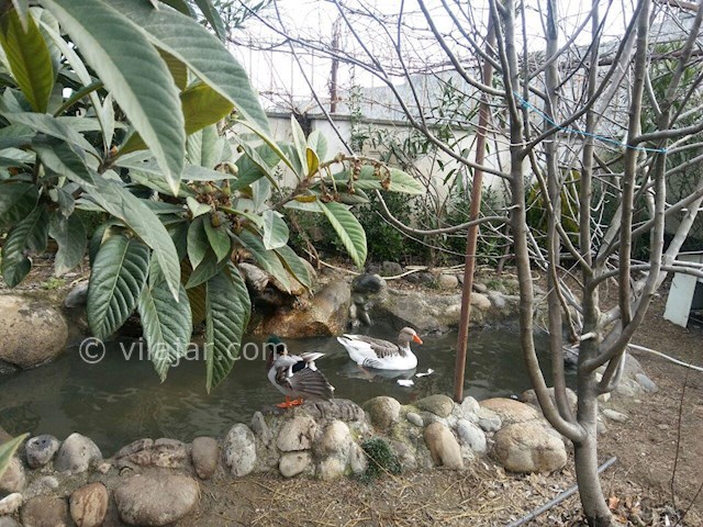 عکس شماره 204323 - ویلا ساحل اختصاصی شیرود رامسر - 