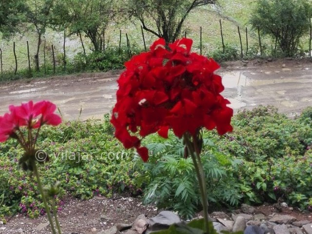 عکس شماره 207185 - اقامتگاه گردشگری خوش نشین - 