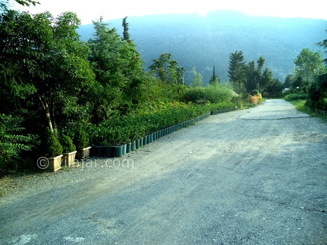 عکس شماره 22129 - ویلا با ساحل اختصاصی رامسر - 